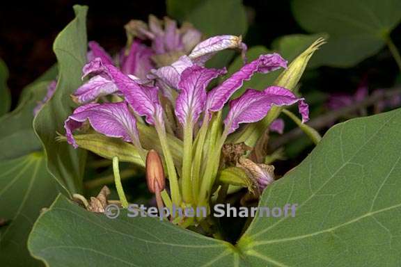 bauhinia macranthera 3 graphic